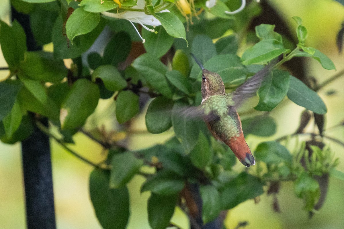 Allen's Hummingbird - ML619364646