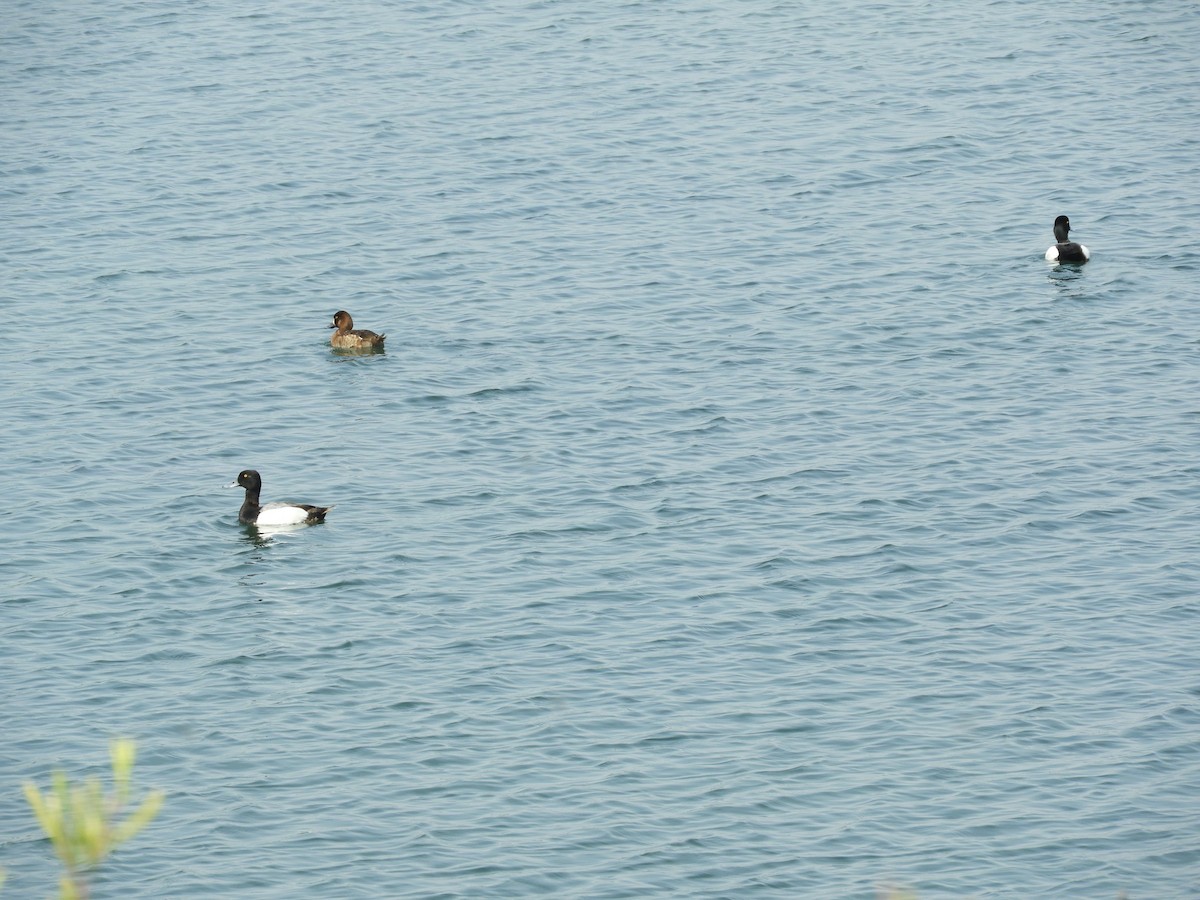 Greater Scaup - ML619364649