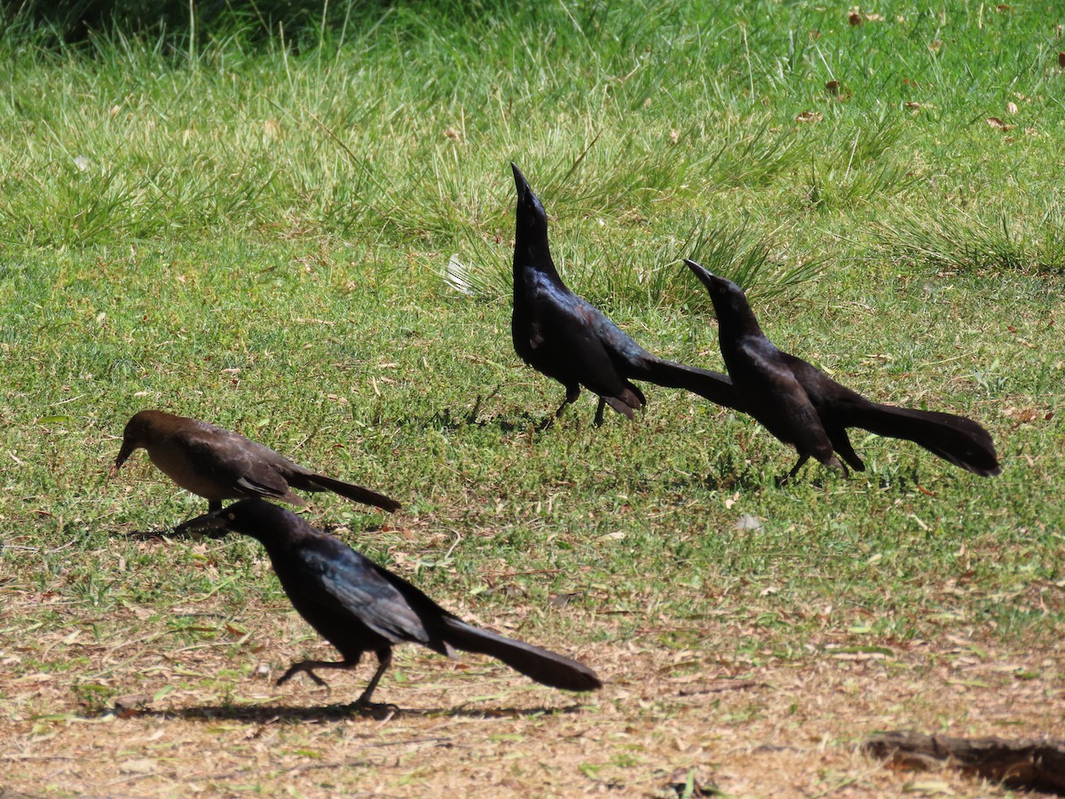 Great-tailed Grackle - ML619364658