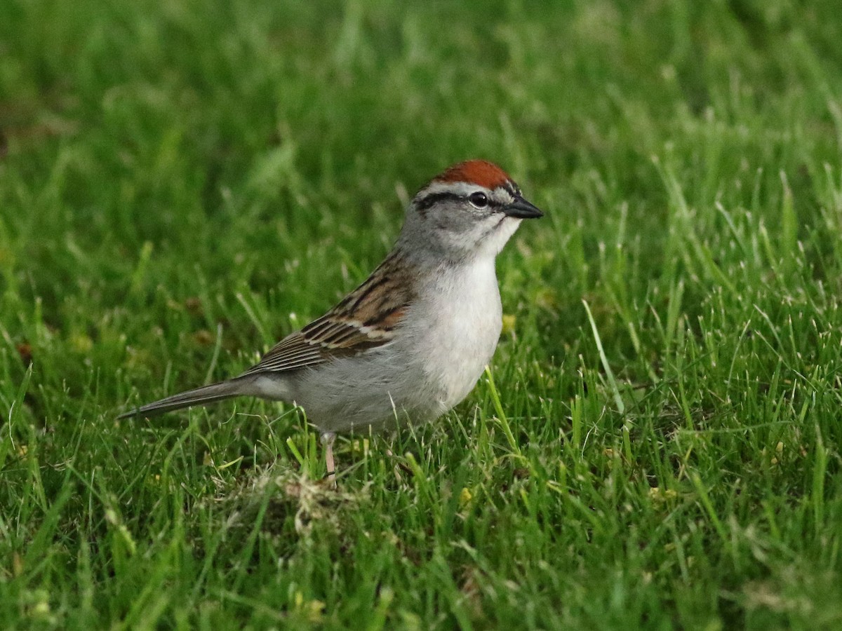 Chipping Sparrow - ML619364659