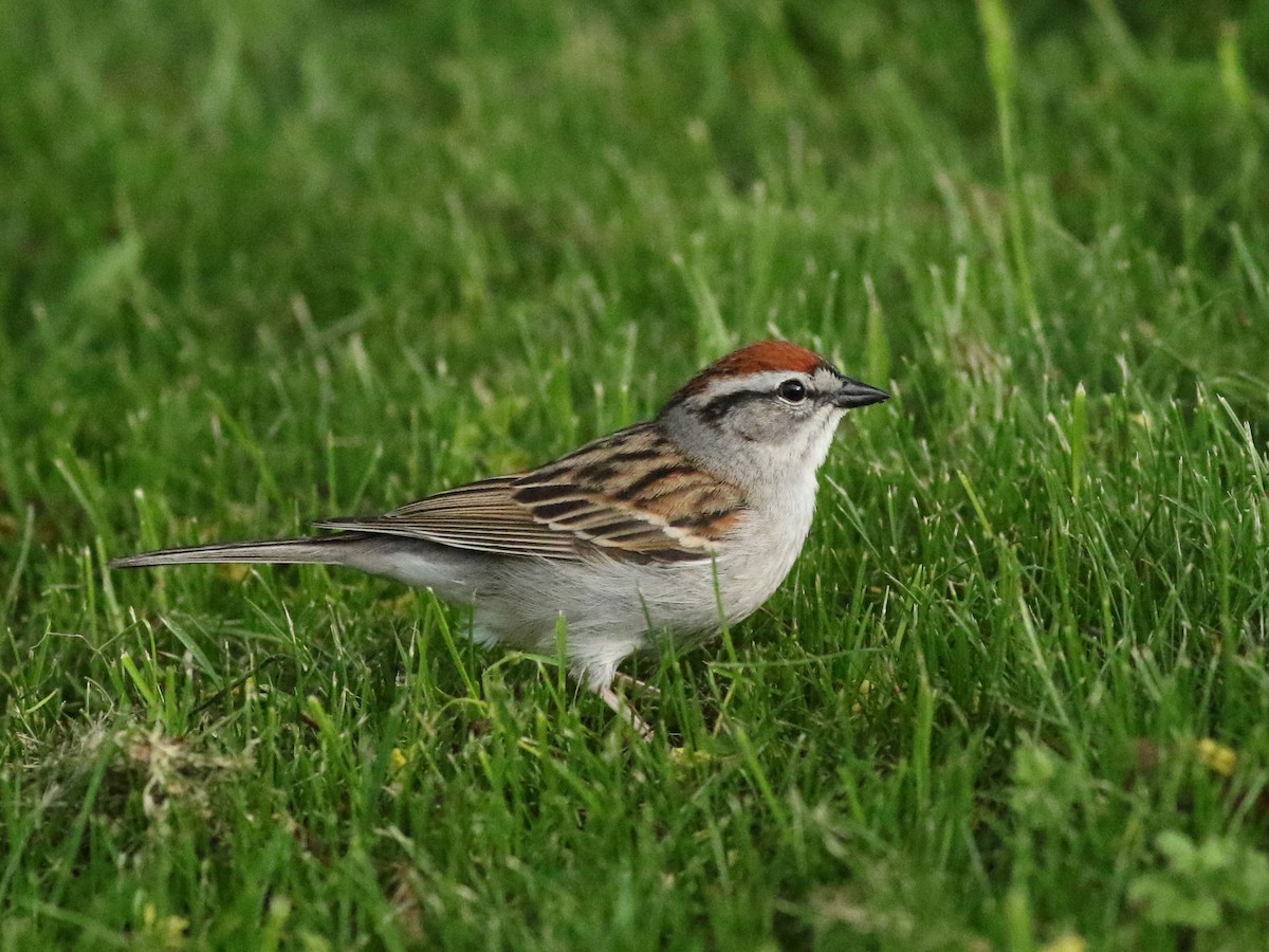 Chipping Sparrow - ML619364660