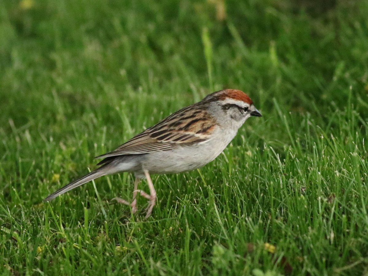 Chipping Sparrow - ML619364661