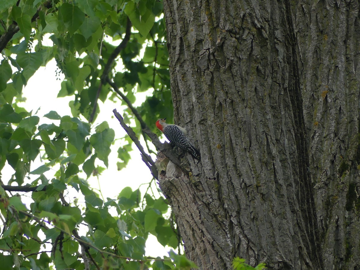 Red-bellied Woodpecker - ML619364760