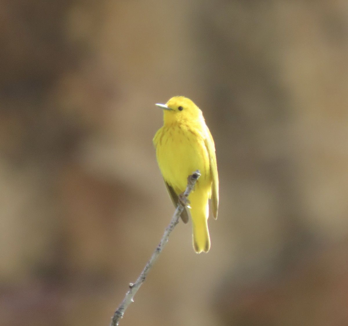 Yellow Warbler - ML619364770