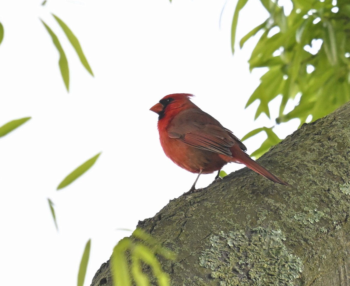 Cardinal rouge - ML619364819