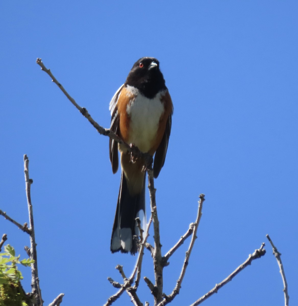 Spotted Towhee - ML619364822