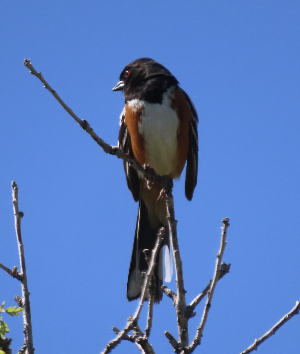 Spotted Towhee - ML619364823