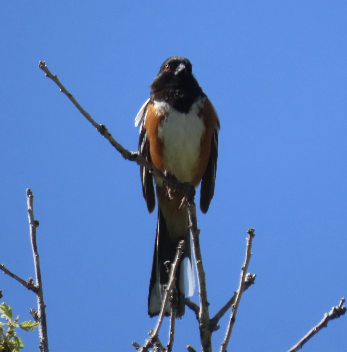 Spotted Towhee - ML619364830
