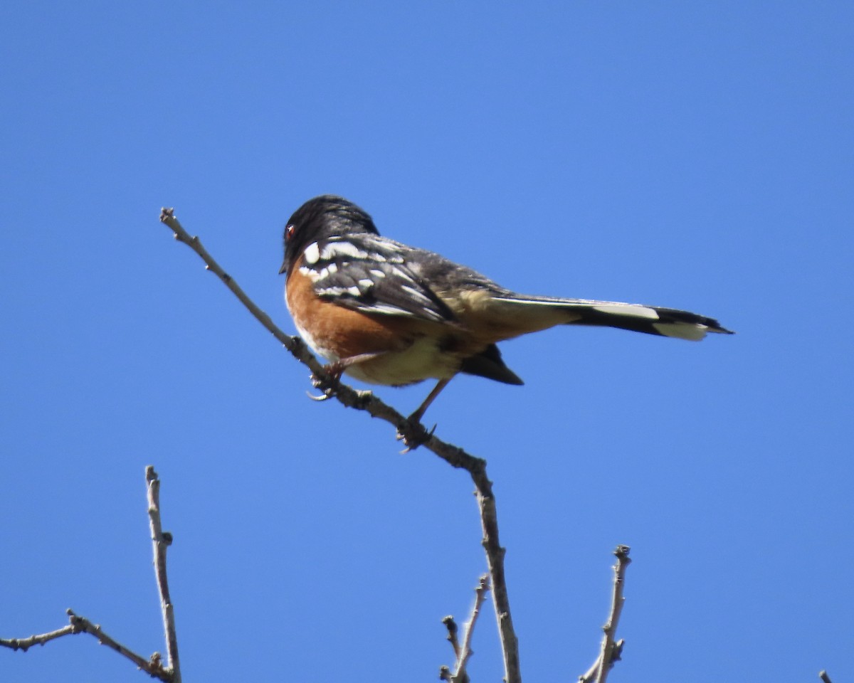 Spotted Towhee - ML619364833