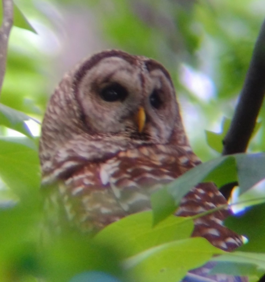 Barred Owl - ML619364836