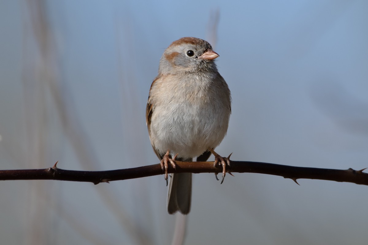 Field Sparrow - ML619364858