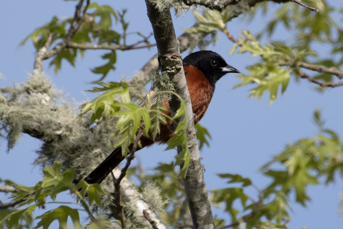 Orchard Oriole - ML619364863