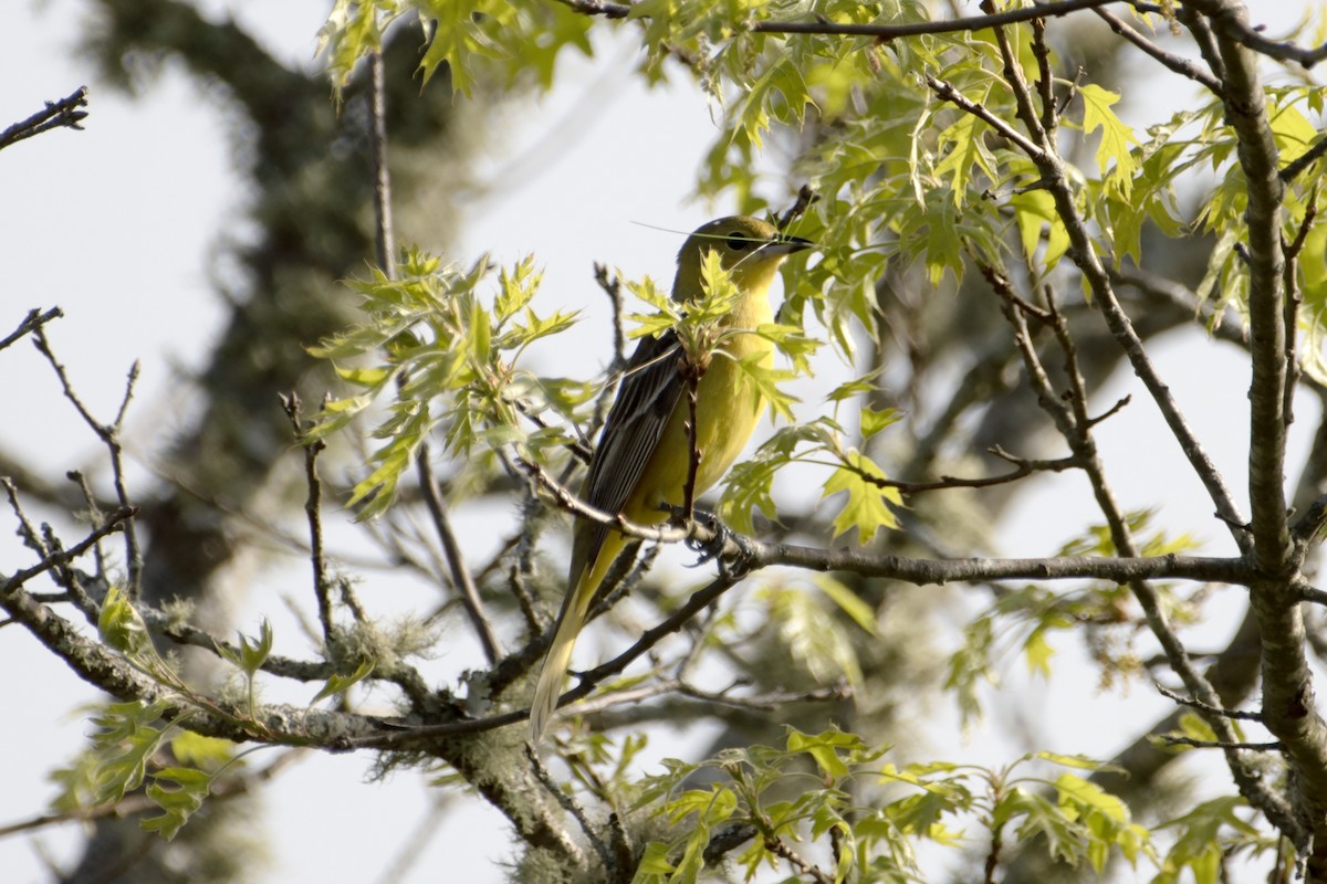 Orchard Oriole - ML619364864