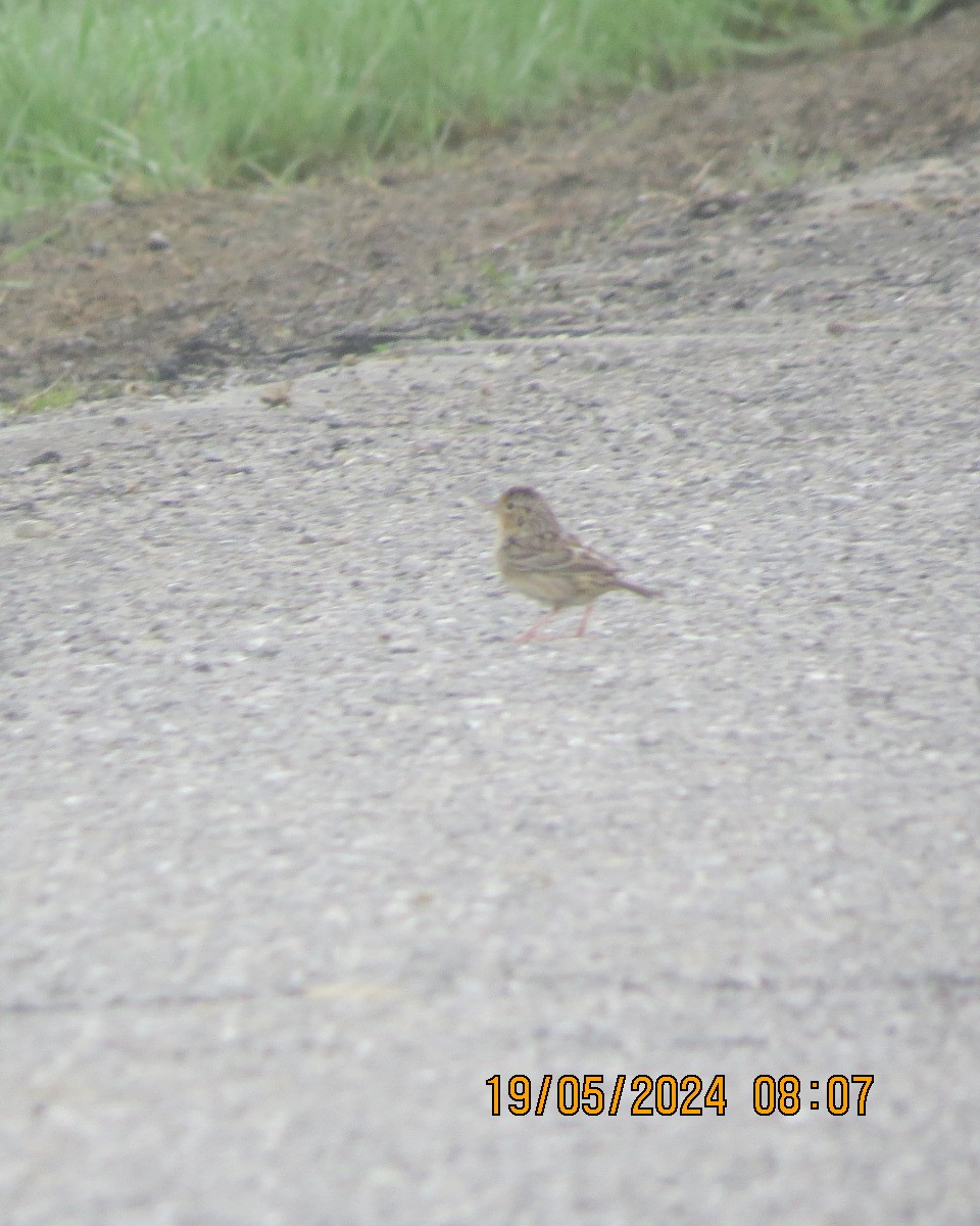 Grasshopper Sparrow - ML619364902