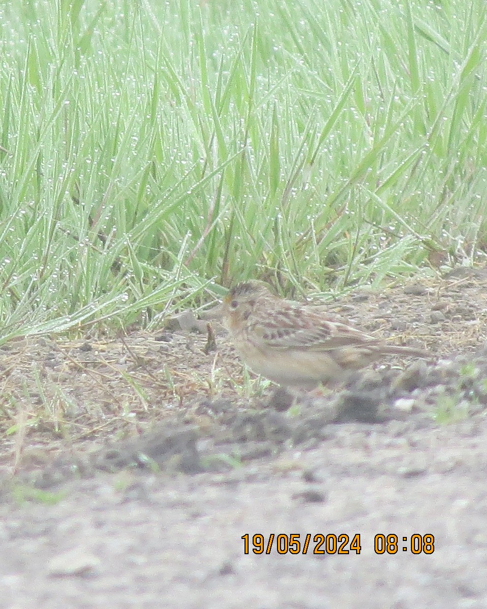 Grasshopper Sparrow - ML619364905
