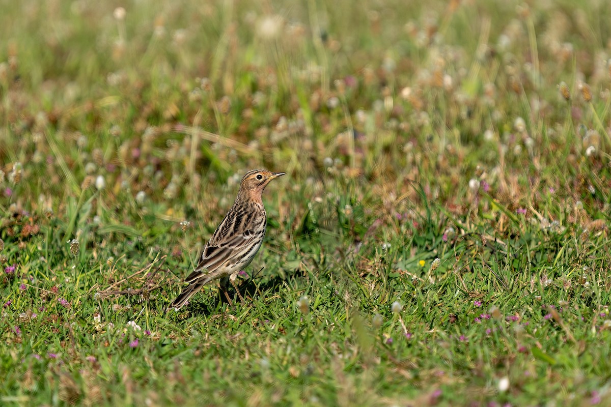 Red-throated Pipit - ML619364919