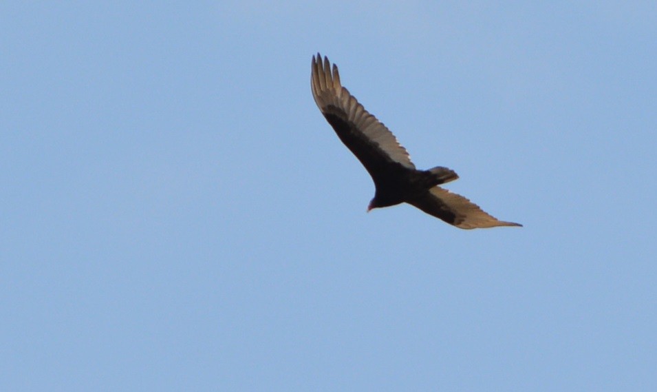 Turkey Vulture - ML619364963
