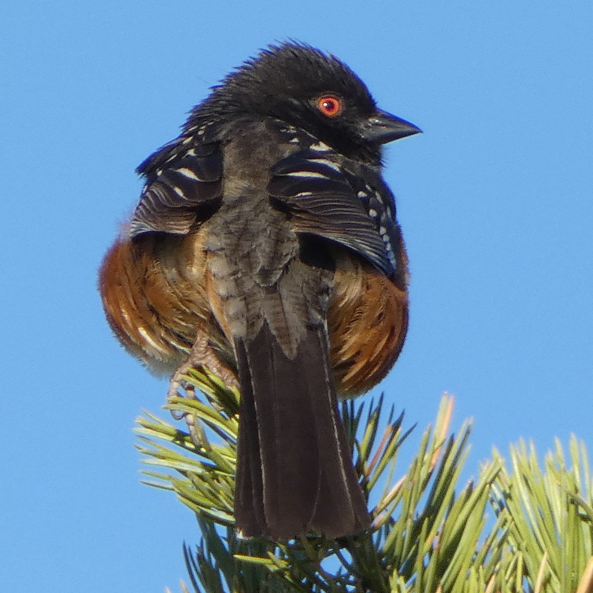 Spotted Towhee - ML619364980