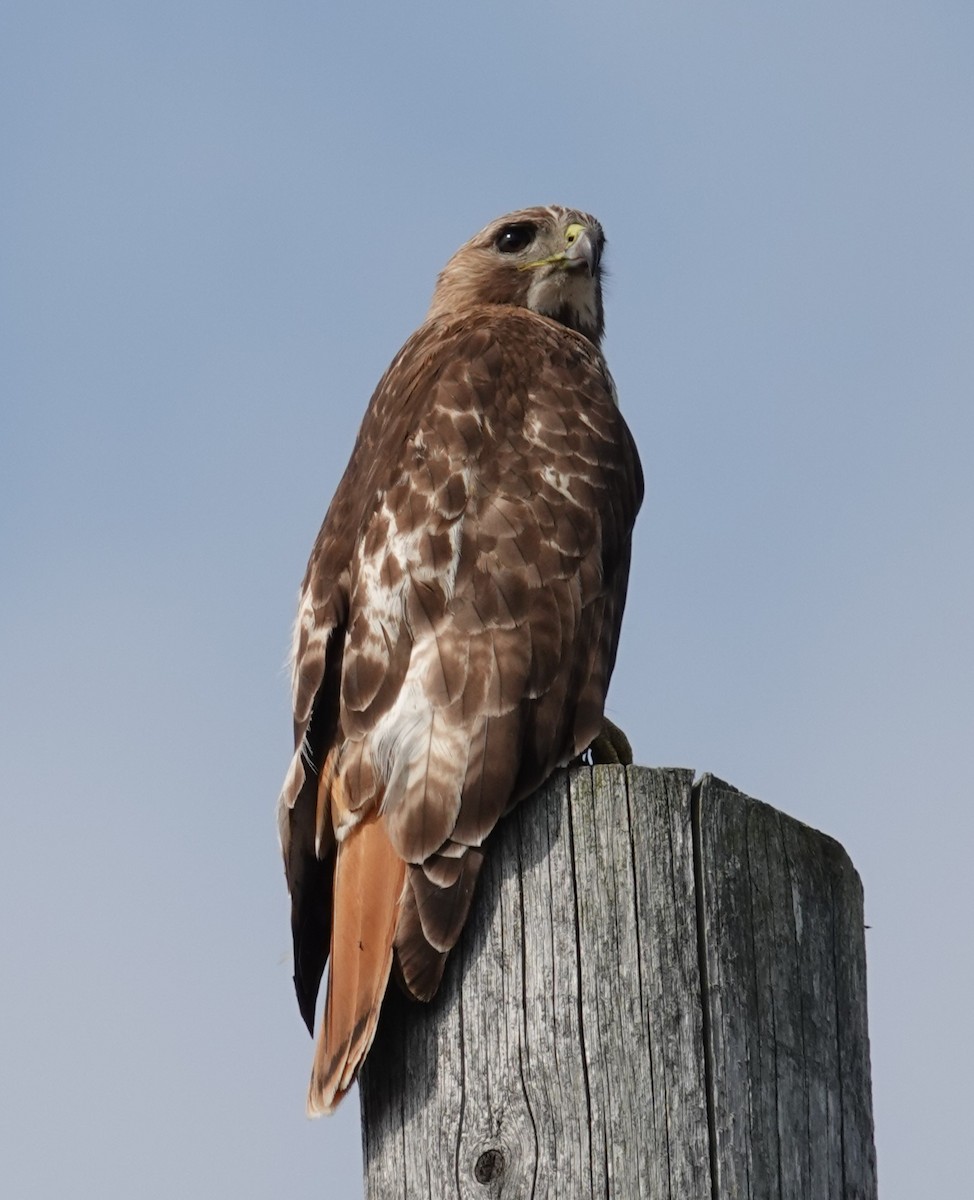 Red-tailed Hawk - ML619364983