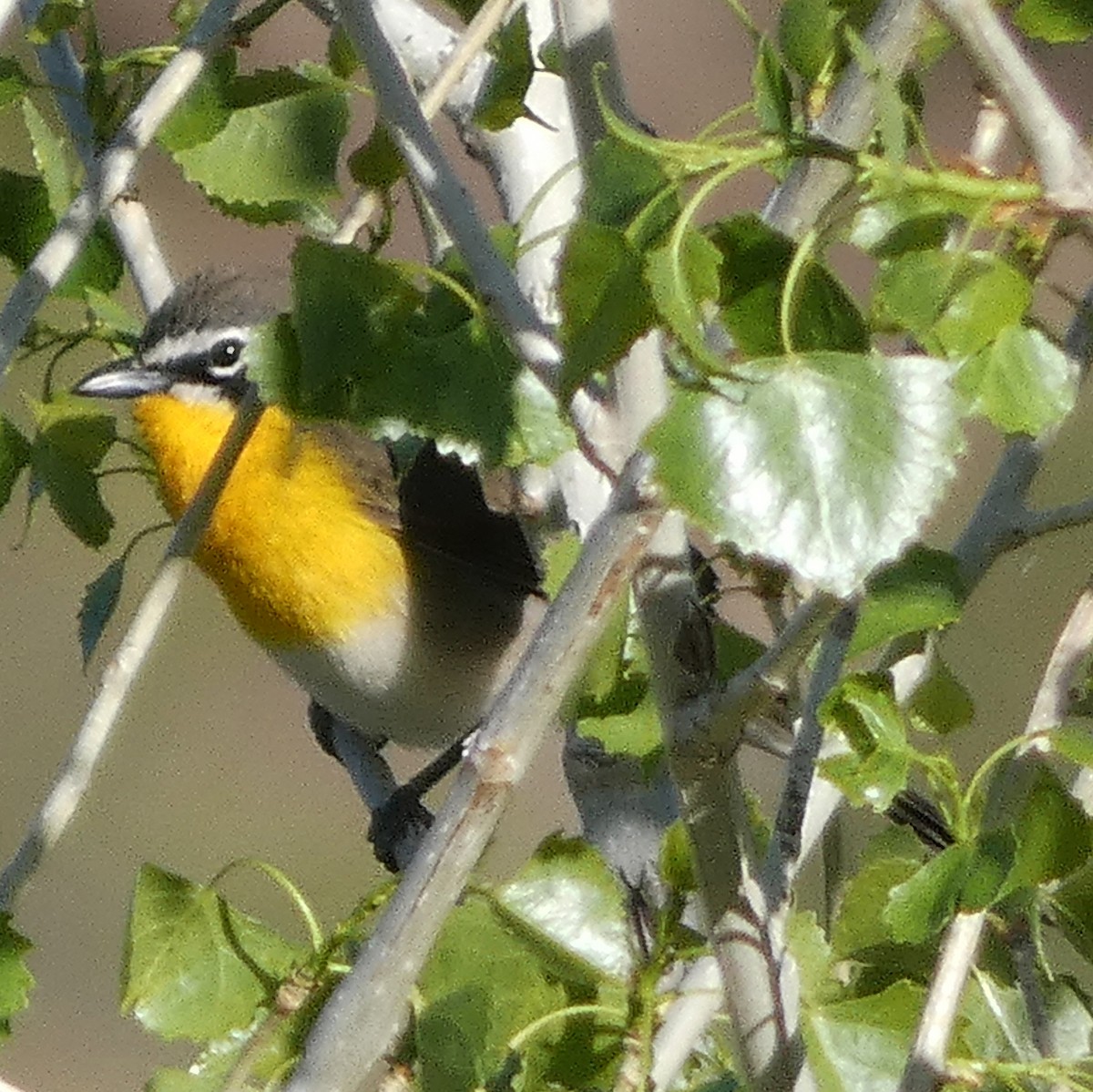 Yellow-breasted Chat - ML619364992