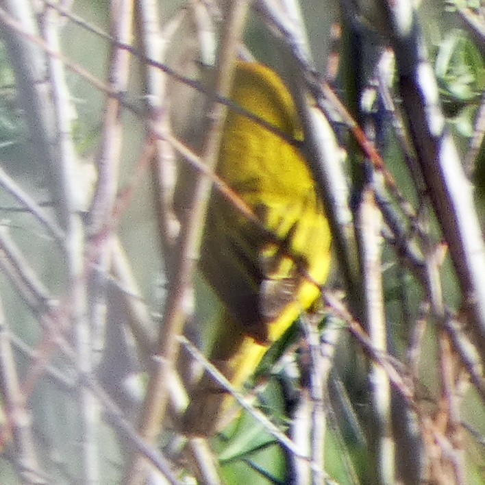 Yellow Warbler - ML619365023