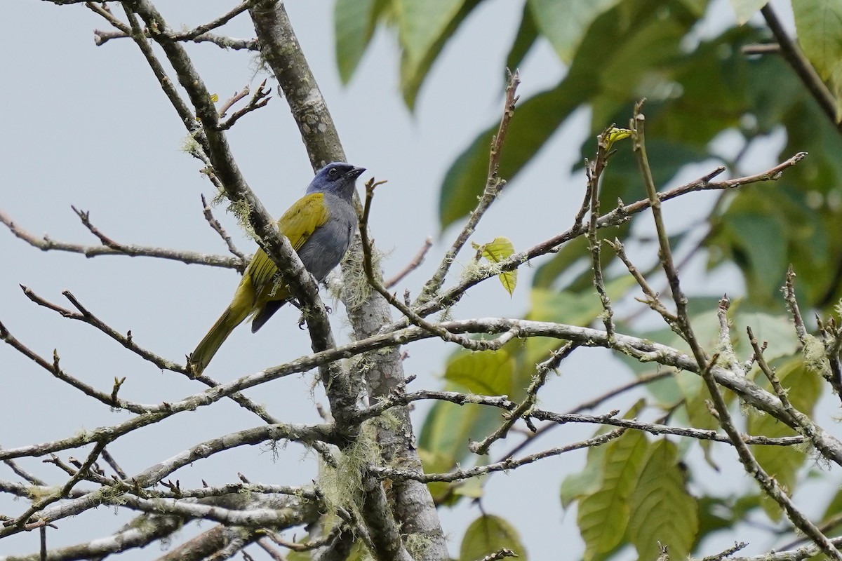 Blue-capped Tanager - ML619365071