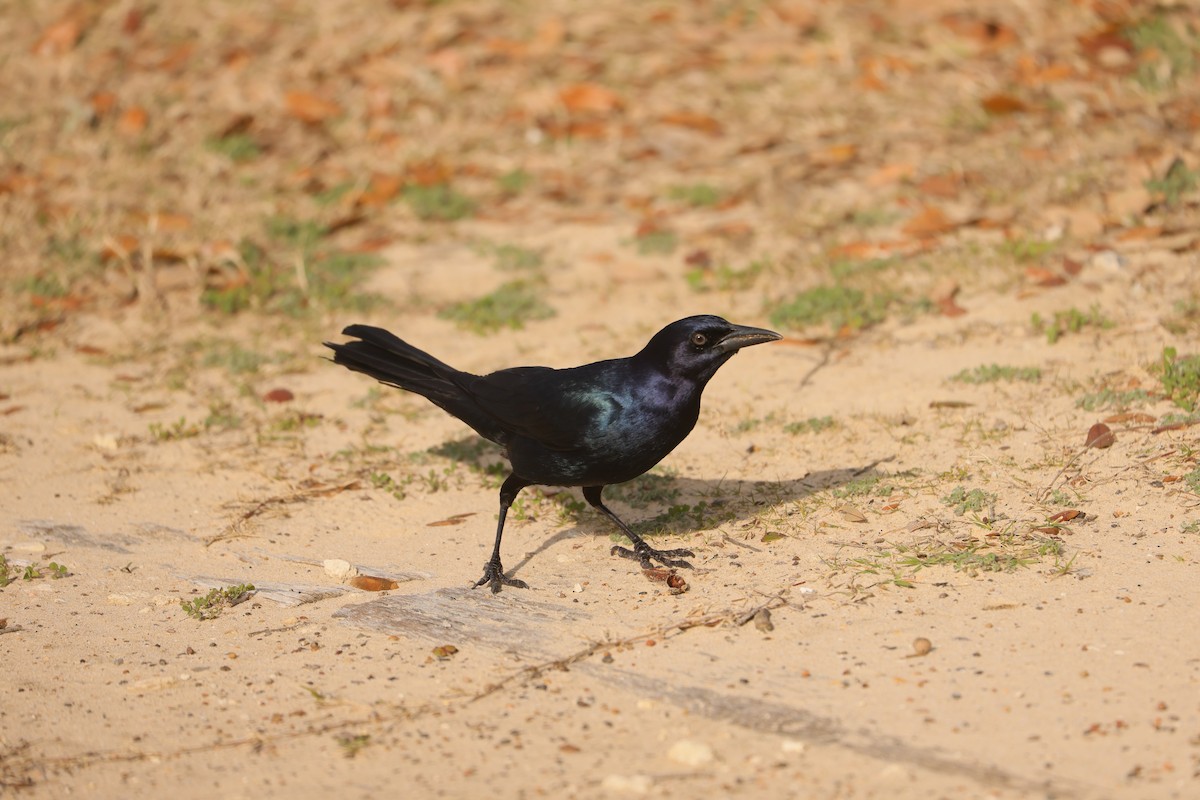 Boat-tailed Grackle - ML619365073