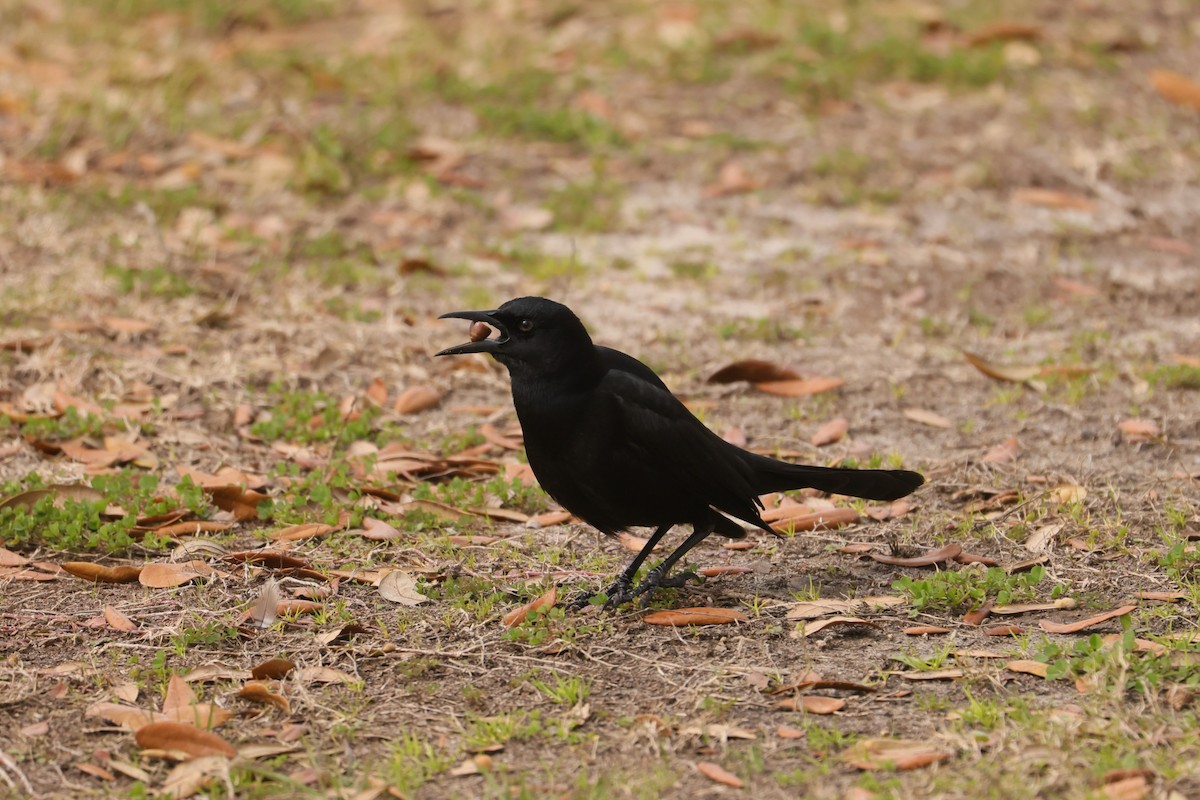Boat-tailed Grackle - ML619365079