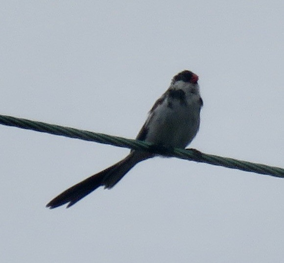 Pin-tailed Whydah - ML619365080