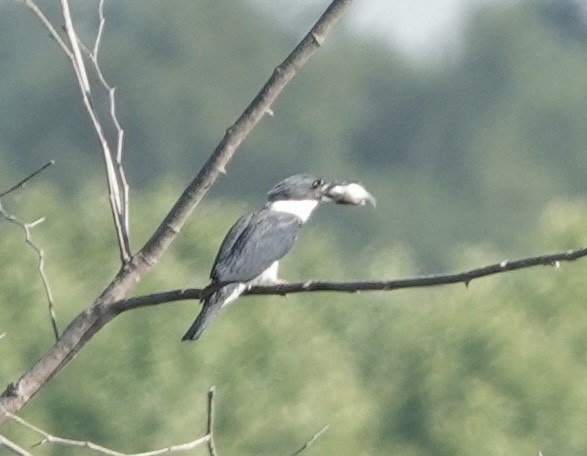 Belted Kingfisher - ML619365083
