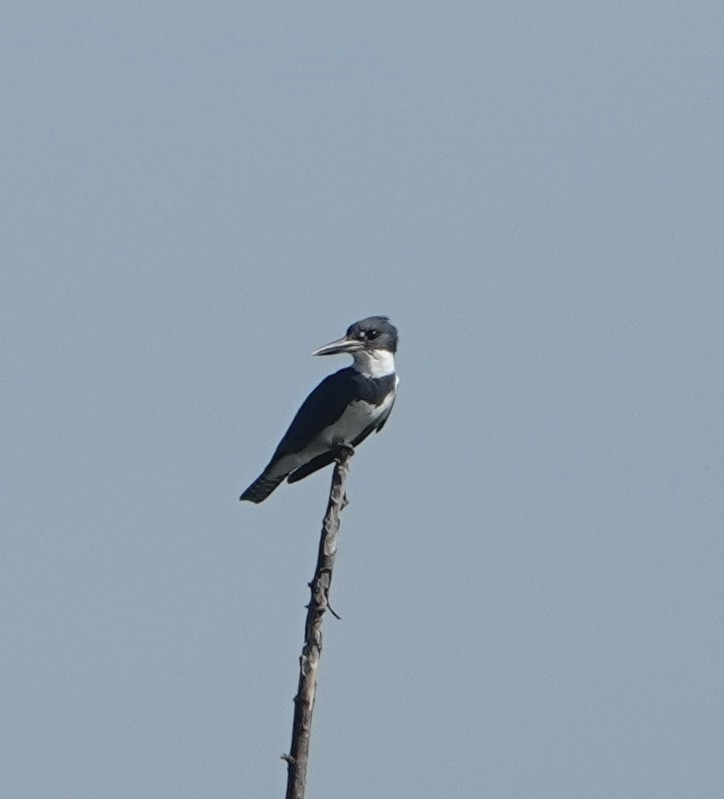 Belted Kingfisher - ML619365084