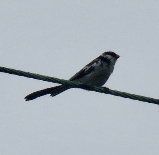Pin-tailed Whydah - ML619365088