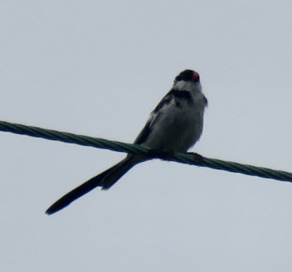 Pin-tailed Whydah - ML619365098