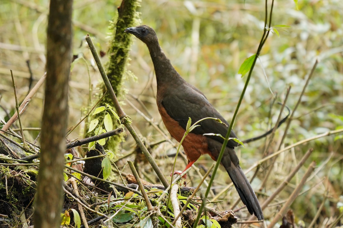 Sickle-winged Guan - ML619365122