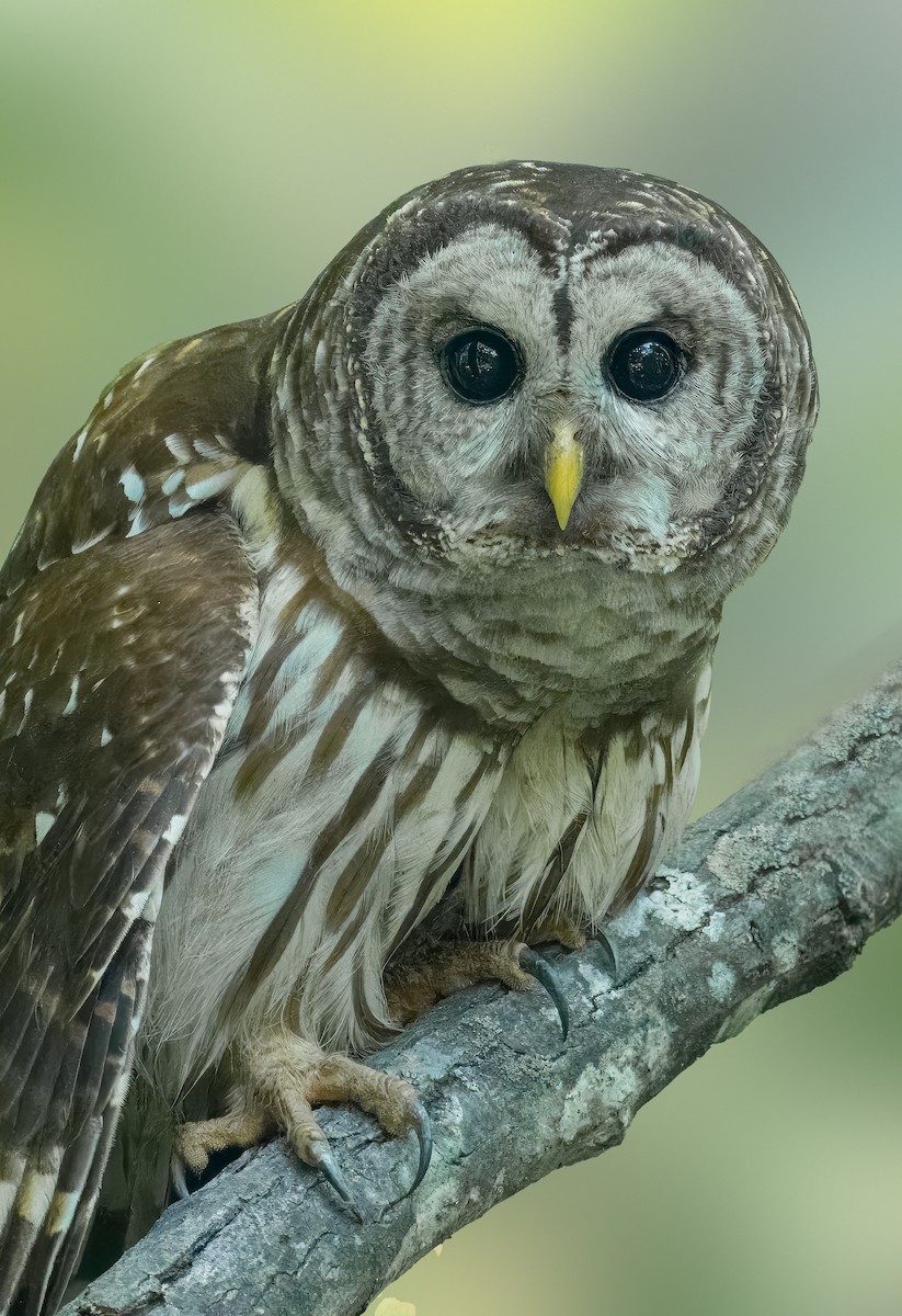 Barred Owl - ML619365134