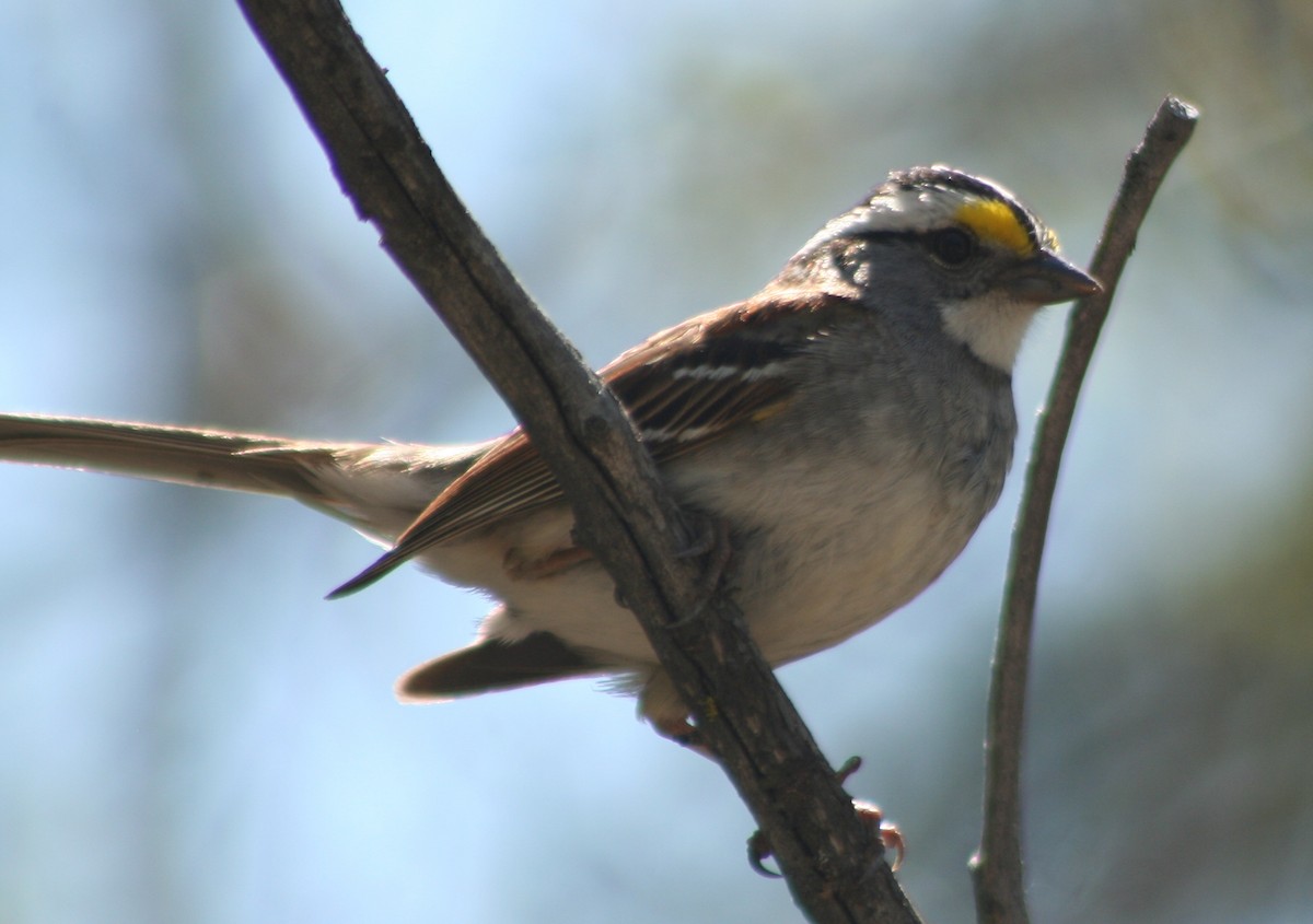 White-throated Sparrow - ML619365147