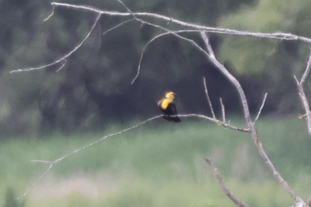 Yellow-headed Blackbird - ML619365176