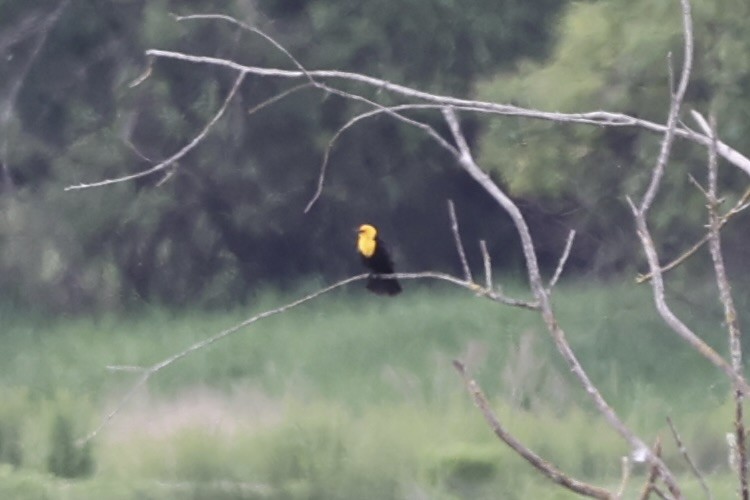Yellow-headed Blackbird - ML619365180