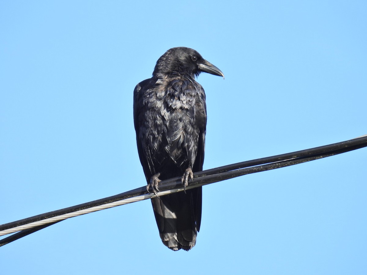 Common Raven - ML619365181