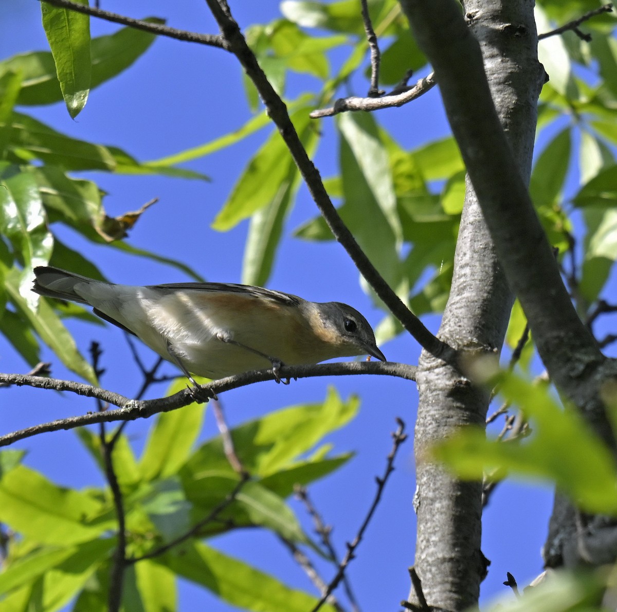 Bay-breasted Warbler - ML619365183