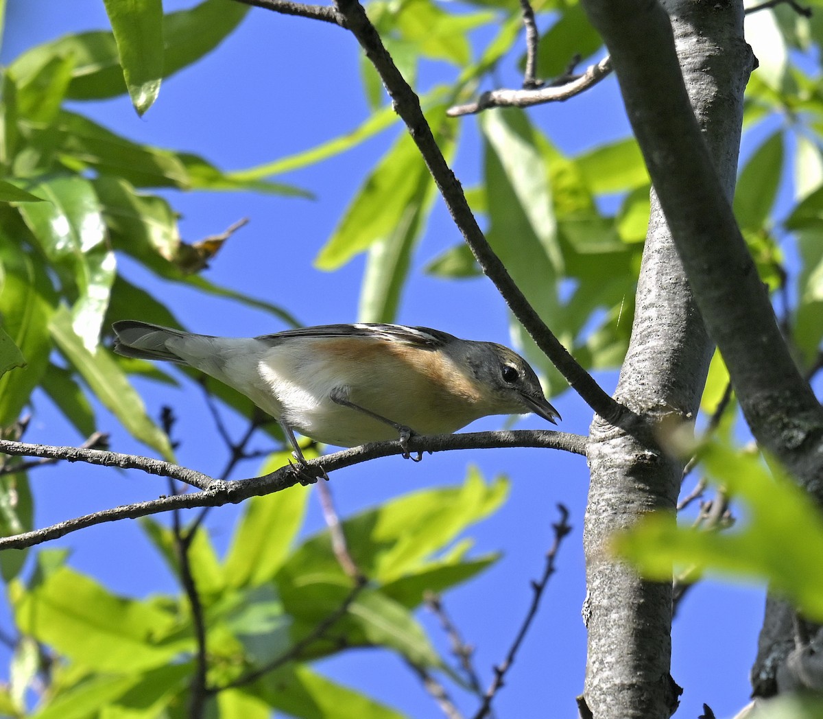 Bay-breasted Warbler - ML619365194