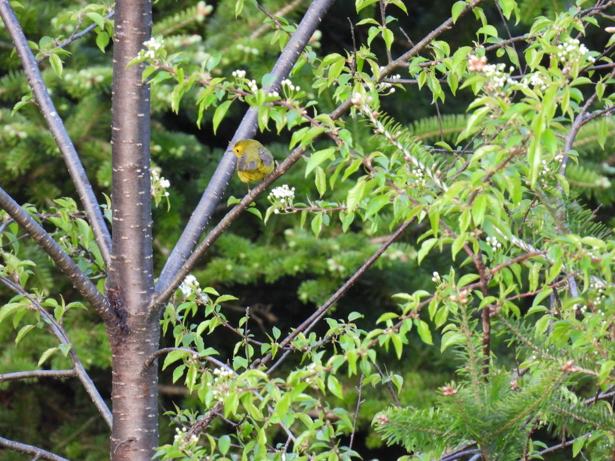 Yellow Warbler - ML619365249
