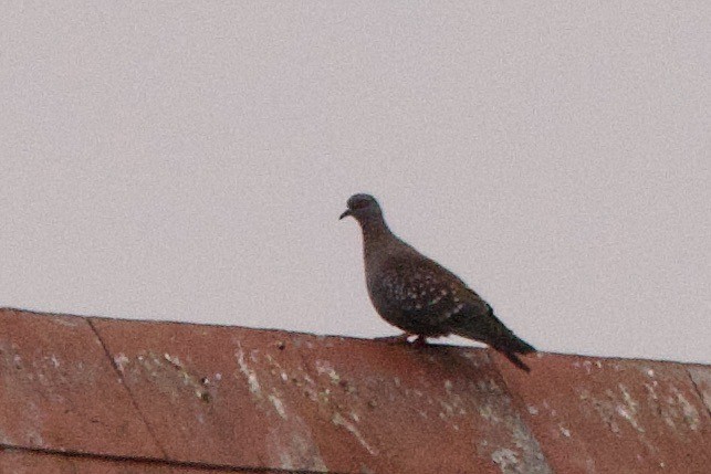 Speckled Pigeon - ML619365262