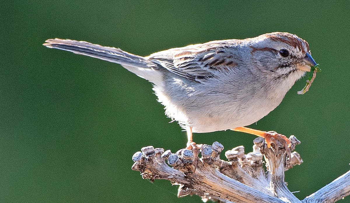 Rufous-winged Sparrow - ML619365267