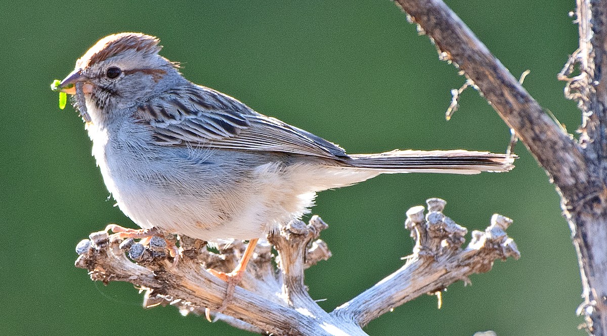 Rufous-winged Sparrow - ML619365268