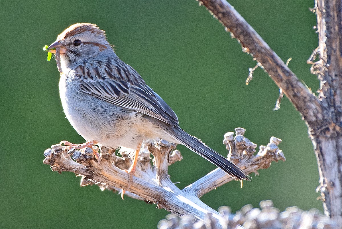 Rufous-winged Sparrow - ML619365270