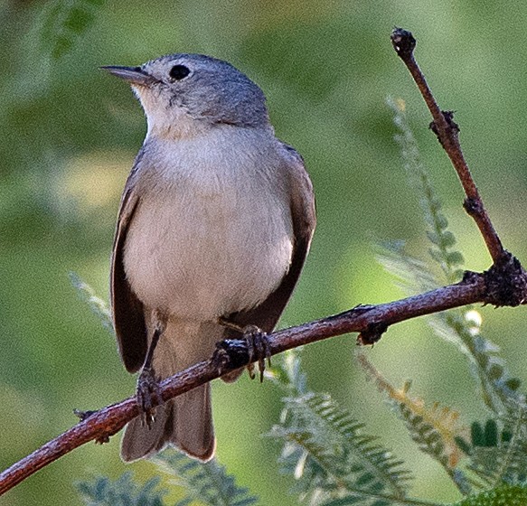 Lucy's Warbler - ML619365301