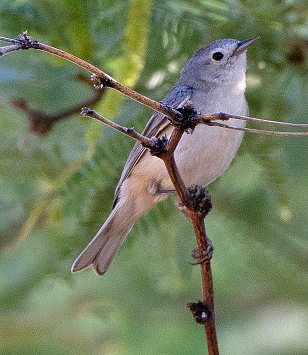Lucy's Warbler - ML619365302