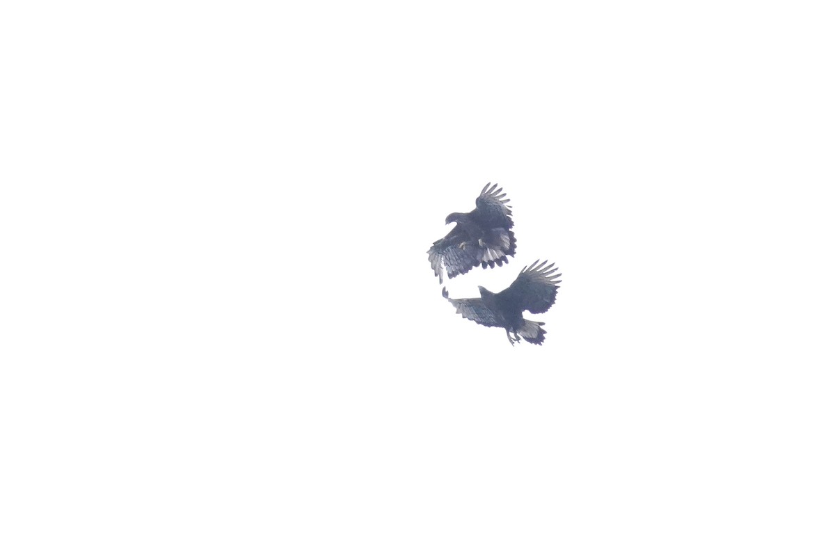 Black-and-chestnut Eagle - ML619365314