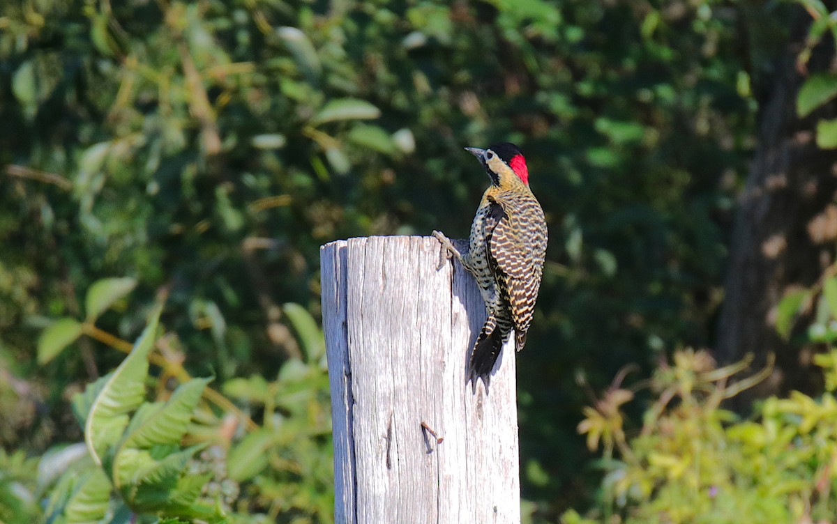 Green-barred Woodpecker - ML619365355